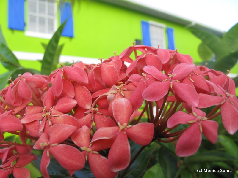 Turks & Caicos flowers